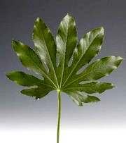 image фото Aralia 40 cm - аралия оптом купить цветы и растения из Голландии, Германии, Италии, Испании, Дании, Эквадора, Колумбии, Азии, Африки, Израиля, Китая, Тайланда, Тайваня с доставкой по Украине в: Киев, Львов, Черкассы, Кировоград, Полтава, Ровно, Днепропетровск, Запорожье, Харьков, Кривой Рог, Днепр, Одесса, Николаев, Херсон, Умань, Кропивницкий