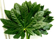 image фото Aralia 50 cm - аралия оптом купить цветы и растения из Голландии, Германии, Италии, Испании, Дании, Эквадора, Колумбии, Азии, Африки, Израиля, Китая, Тайланда, Тайваня с доставкой по Украине в: Киев, Львов, Черкассы, Кировоград, Полтава, Ровно, Днепропетровск, Запорожье, Харьков, Кривой Рог, Днепр, Одесса, Николаев, Херсон, Умань, Кропивницкий