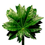 image фото Aralia 60 cm - аралия оптом купить цветы и растения из Голландии, Германии, Италии, Испании, Дании, Эквадора, Колумбии, Азии, Африки, Израиля, Китая, Тайланда, Тайваня с доставкой по Украине в: Киев, Львов, Черкассы, Кировоград, Полтава, Ровно, Днепропетровск, Запорожье, Харьков, Кривой Рог, Днепр, Одесса, Николаев, Херсон, Умань, Кропивницкий