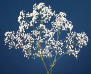 image фото Gypsophila - Гипсофила оптом купить цветы и растения из Голландии, Германии, Италии, Испании, Дании, Эквадора, Колумбии, Азии, Африки, Израиля, Китая, Тайланда, Тайваня с доставкой по Украине в: Киев, Львов, Черкассы, Кировоград, Полтава, Ровно, Днепропетровск, Запорожье, Харьков, Кривой Рог, Днепр, Одесса, Николаев, Херсон, Умань, Кропивницкий