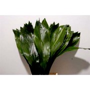 image фото Aspidistra Italie 60cm - зелень для флористики оптом купить цветы и растения из Голландии, Германии, Италии, Испании, Дании, Эквадора, Колумбии, Азии, Африки, Израиля, Китая, Тайланда, Тайваня с доставкой по Украине в: Киев, Львов, Черкассы, Кировоград, Полтава, Ровно, Днепропетровск, Запорожье, Харьков, Кривой Рог, Днепр, Одесса, Николаев, Херсон, Умань, Кропивницкий