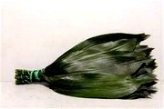 image фото Aspidistra Italie 70cm - зелень для флористики оптом купить цветы и растения из Голландии, Германии, Италии, Испании, Дании, Эквадора, Колумбии, Азии, Африки, Израиля, Китая, Тайланда, Тайваня с доставкой по Украине в: Киев, Львов, Черкассы, Кировоград, Полтава, Ровно, Днепропетровск, Запорожье, Харьков, Кривой Рог, Днепр, Одесса, Николаев, Херсон, Умань, Кропивницкий