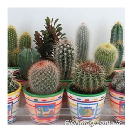- Cactus In Mexicopot -